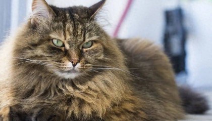 家政人员开窗后未关纱窗，价值2.25万元宠物猫坠亡，法院判了