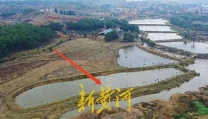 65岁农妇荒塘养鱼被判“非法占用农地”：羁押10月后免刑，仍喊“我没罪”