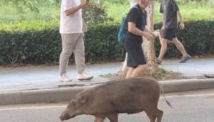 91.5万元打300头野猪，南京一企业中标后弃标，知情人：人手不够放弃