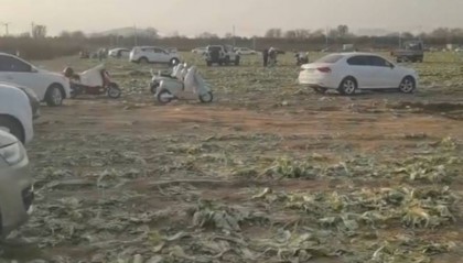 数百人在内蒙古一菜地“免费摘白菜”，菜农损失近百万，知情人发声，律师：违法侵权