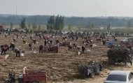数百人冲进地里捡红薯,田主称是秋收剩下的,网友:免费翻地,利人利己