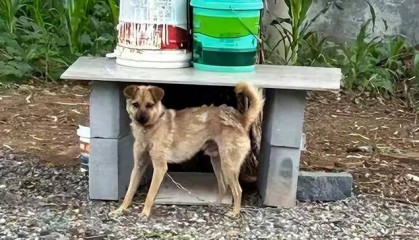 狗咬人被摔死，狗主人上门理论被反杀