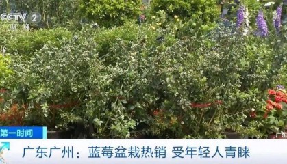 大降价!从100多元一斤到9.9元一盒