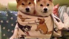 降温超12℃！宿州将一夜入冬