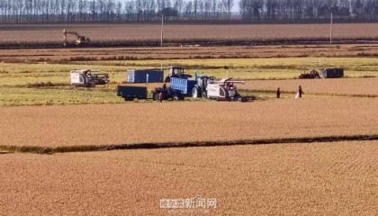 哈市粮食作物已收获693.8万亩