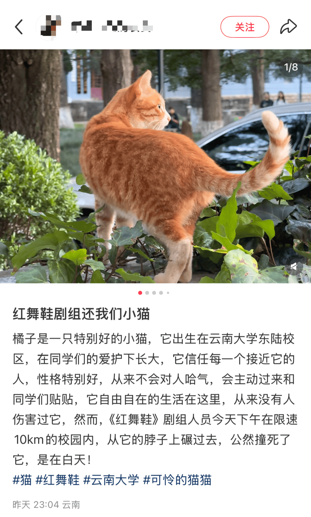 “小橘子”不幸离世，剧组凌晨紧急道歉，涉事司机引咎辞职！