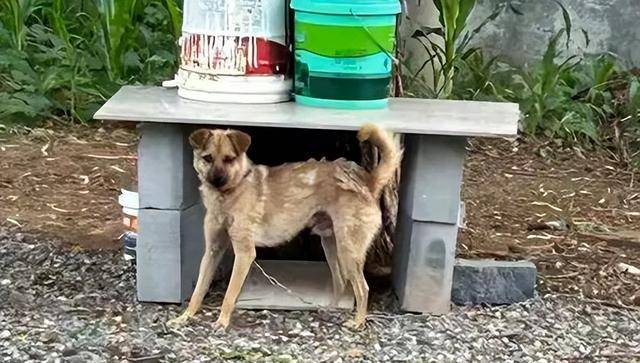 狗咬人被摔死，狗主人上门理论被反杀