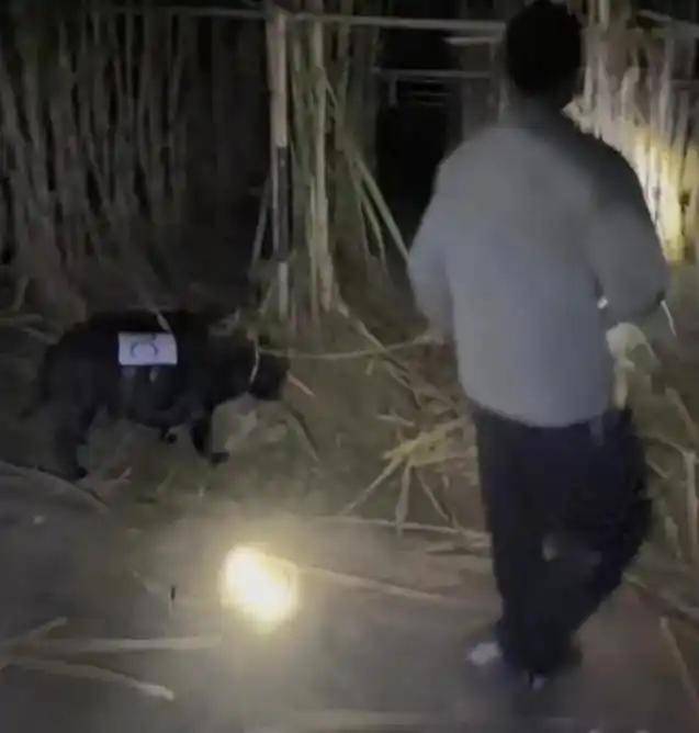 人和狗都累瘫了!9.9元的偷甘蔗爆火,老板:情况有点失控