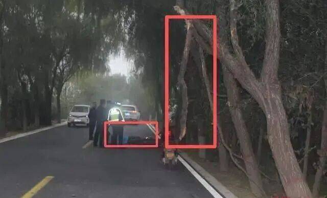 女教师骑车上班“撞树”身亡,交警认定其超速!法院一审、二审反转!家属最终获赔76万元