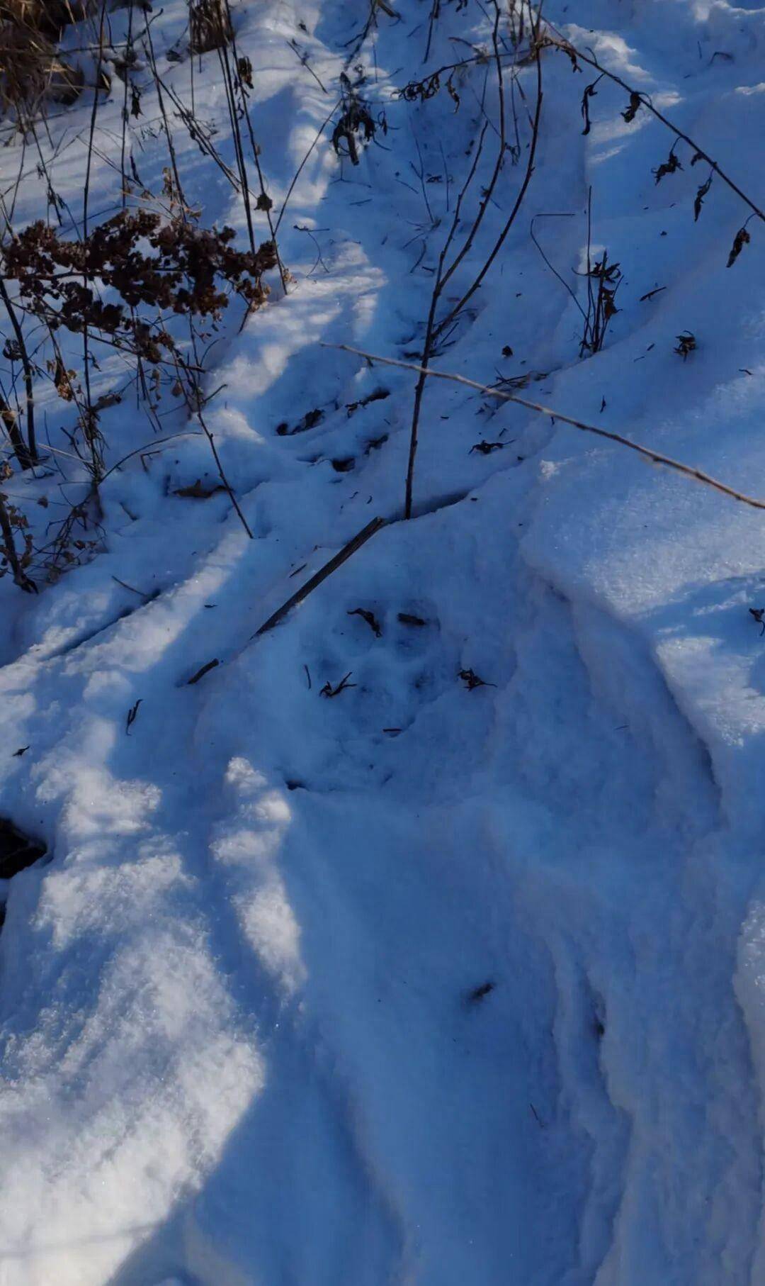 吉林有村民称自家狗被老虎叼走吃掉,雪地发现大脚印