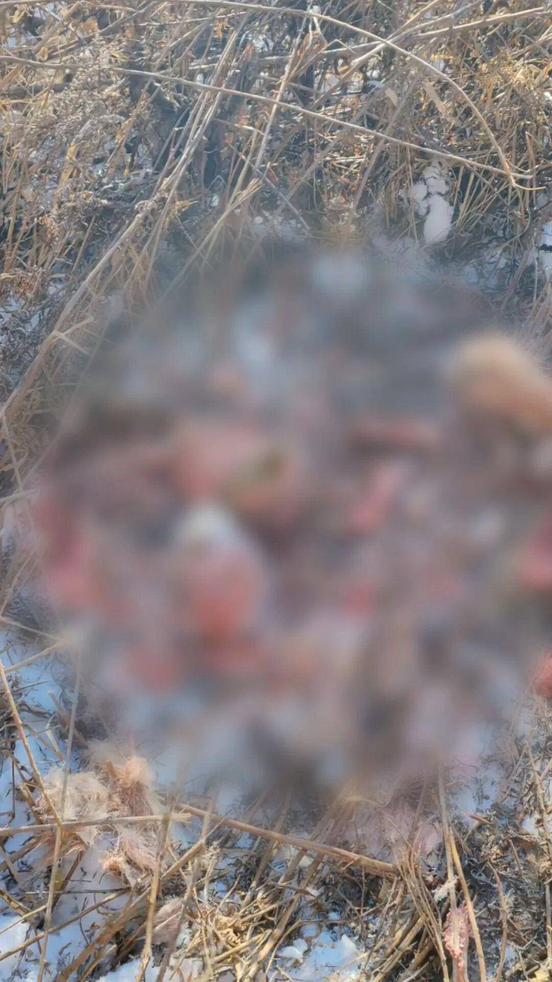 吉林有村民称自家狗被老虎叼走吃掉,雪地发现大脚印