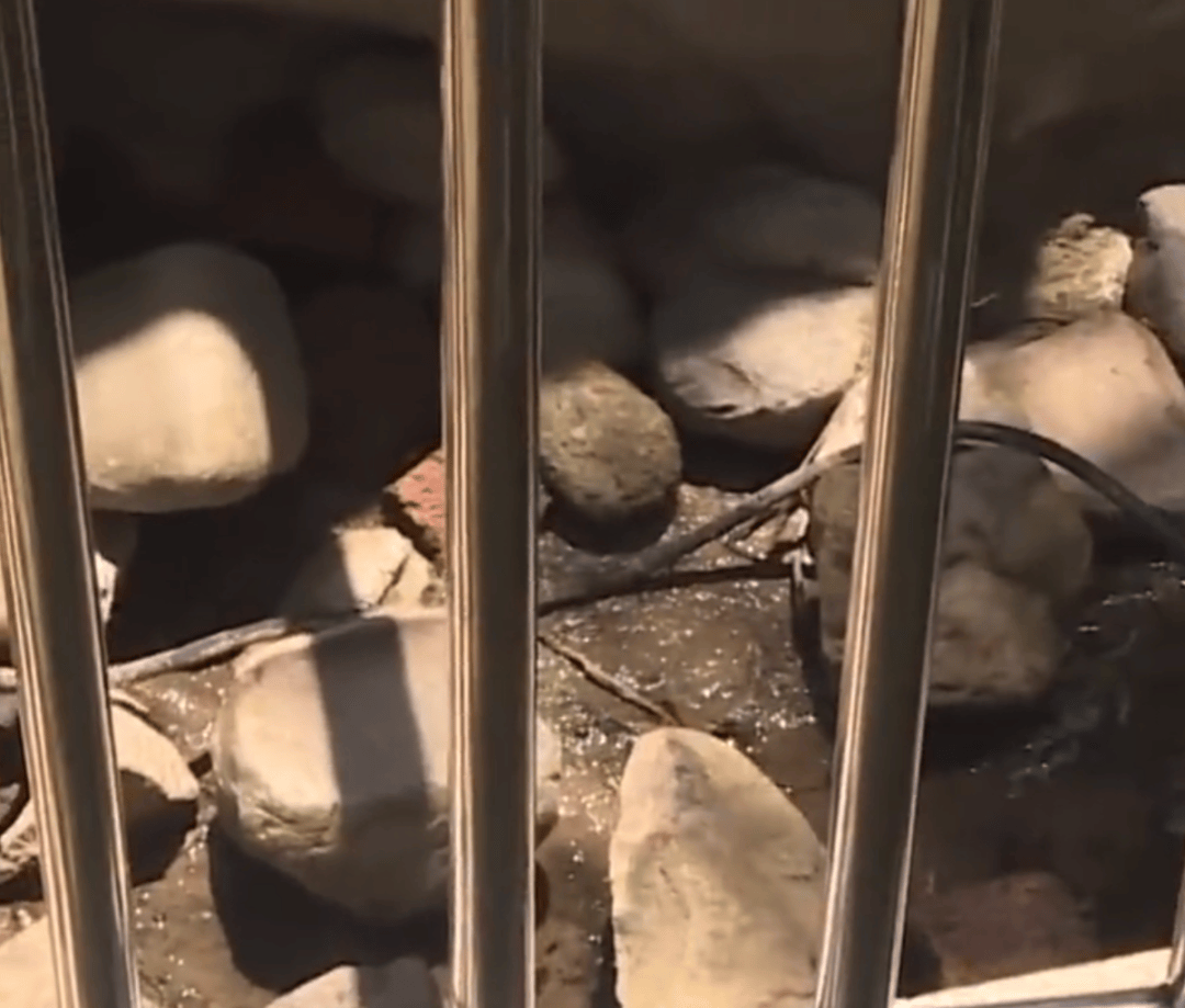 长沙8岁女童在小区假山玩耍因碰到裸露高压电缆不幸身亡,家属质疑物业施救不及时,当地回应:已成立专班